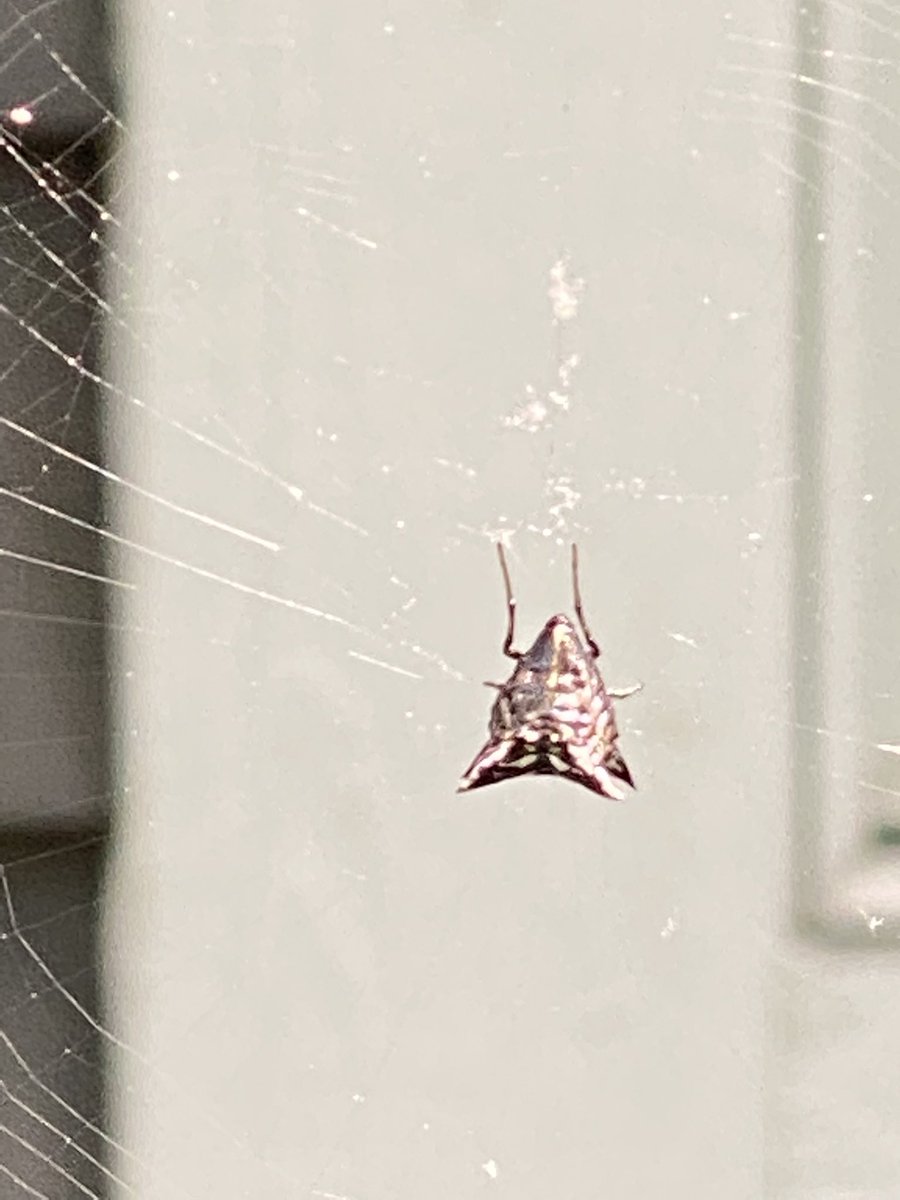 dancingkrow's tweet photo. #InsectThursday Spiny orb weaver. I almost walked right into the web π±. #Chimeragarden #karenjschugarden https://t.co/RD2zMgvlXW