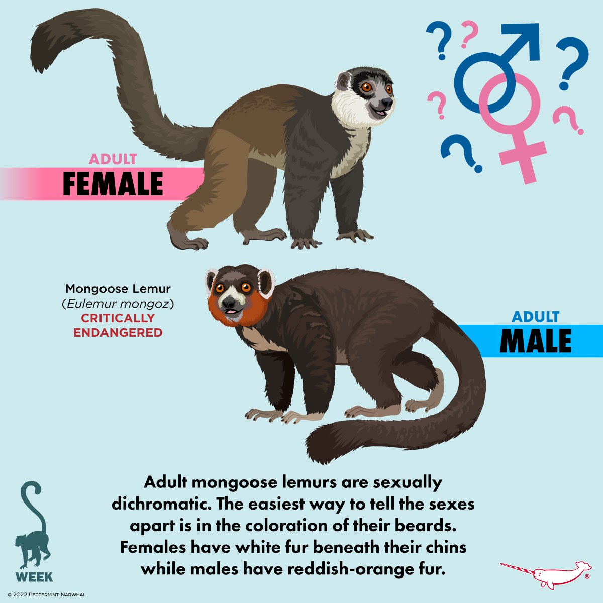 PepomintNarwhal's tweet photo. #MaleOrFemale #MongooseLemur
#LemurWeek
2023 #PeppermintNarwhal Animal Holiday Calendar Presale. Reserve Yours Today! Use code: PRESALE at checkout for 20% Off calendars thru 10/31/22 visit: https://t.co/gqm4S4fifV
#Lemur https://t.co/WbhuWJQ2B0