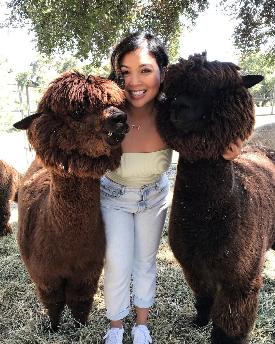 amy012344's tweet photo. Stress less and enjoy the best.🦙💖 https://t.co/vuKxfFfiDt