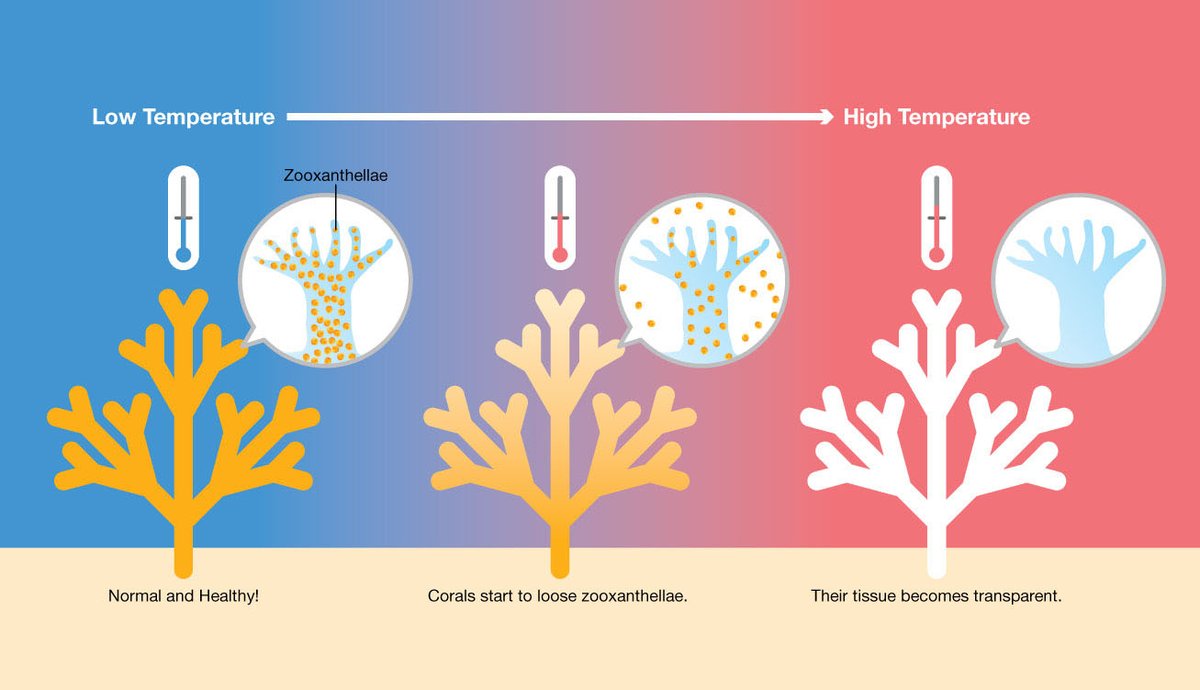 Palau International Coral Reef Center (PICRC) tweet media