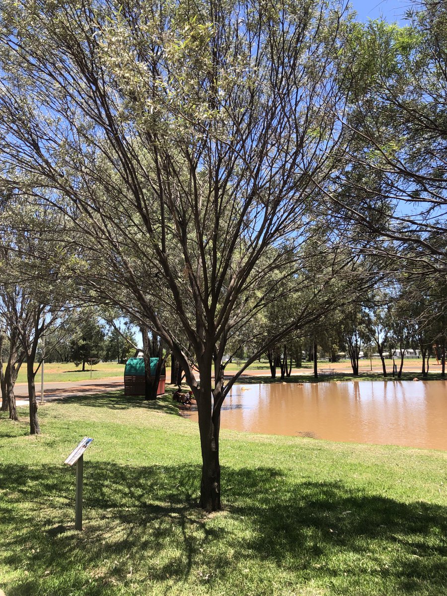 Great tour of #Charleville and Western Areas Aboriginal And Torres Strait Islander Community Health (CWAATSICH) yarning about the new Darling Downs South West Medical Pathway with ⁦<a href="/unisqaus/">University of Southern Queensland</a>⁩ ⁦<a href="/nhunggabarra/">Yvonne O'Neill</a>⁩ ⁦and ⁦<a href="/UQMedicine/">UQ Medicine</a>⁩