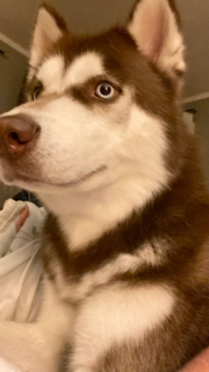 FNCakes's tweet photo. @Jim47953342 @libsoftiktok Jim, I’m not interested at all in responding to what you said (regardless of it being spot on and correct), I just came here to say that distinguished gentleman in your profile pic is 11/10. #wouldpet Here’s the lunatic that lives with me! https://t.co/KroFDXx0zL