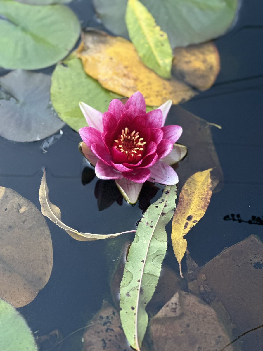 One last brave appearance before winter