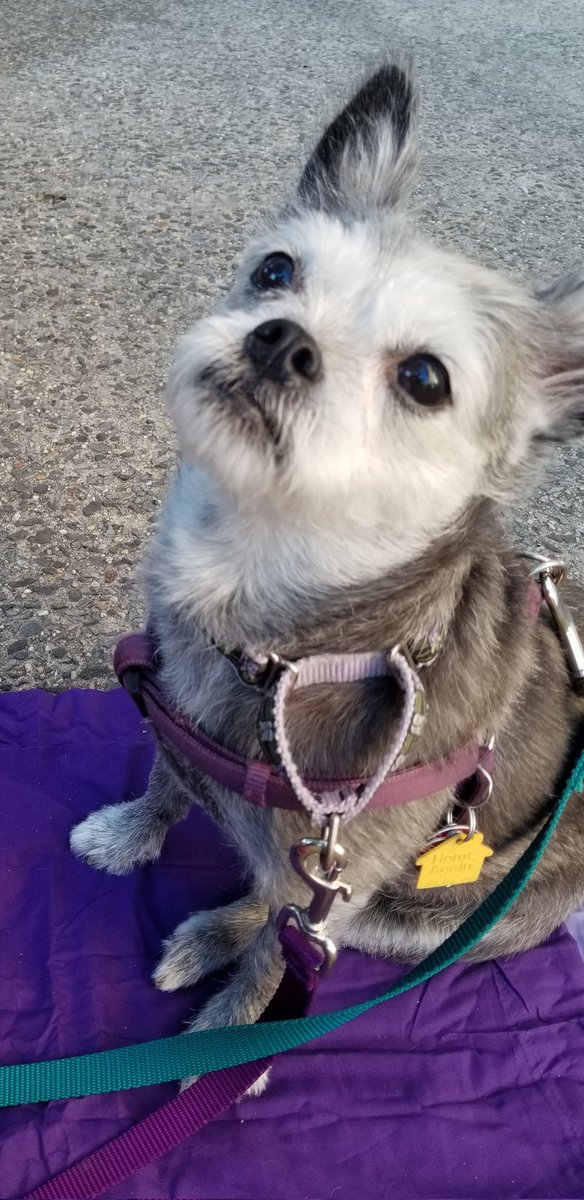 #SNELovesPets Hi this is Twinkle Toes. She was born in a puppy mill and rescued at 10 weeks old. I adopted her from foster care at age 10 months. She's very funny.