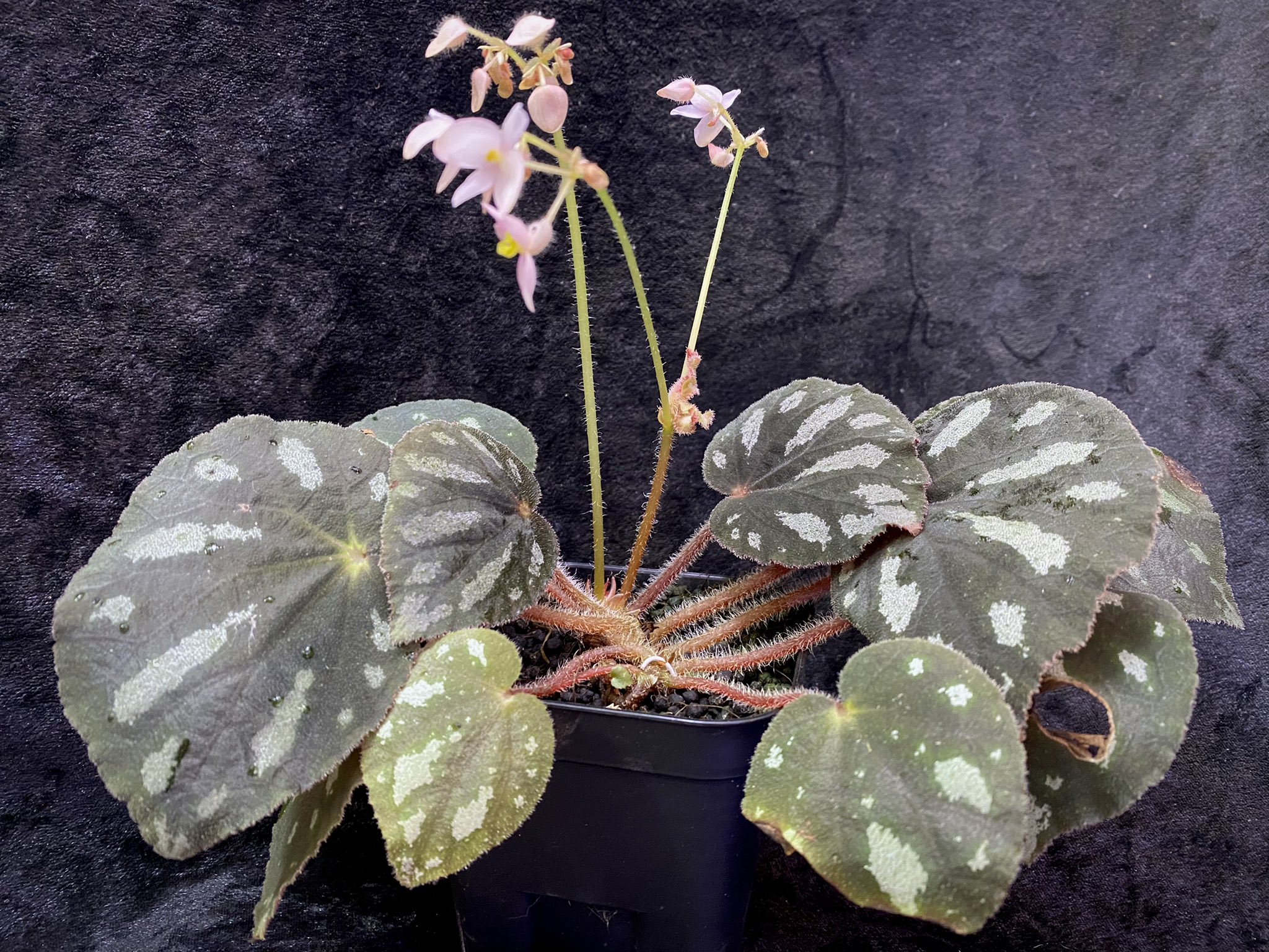 KENZO❣️Begonia 5点おまとめ KENZO❣️Begonia 5点おまとめ KENZO (@fw_kenzo) / X