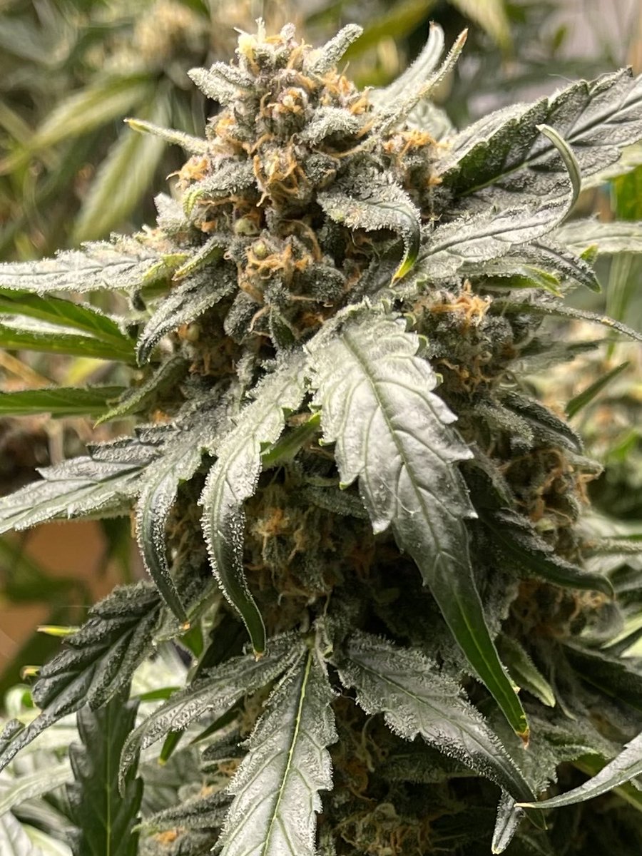 LandDragon420's tweet photo. Runtz x Skittlez F3 auto. Final stretch. https://t.co/EjaBhHTn2g