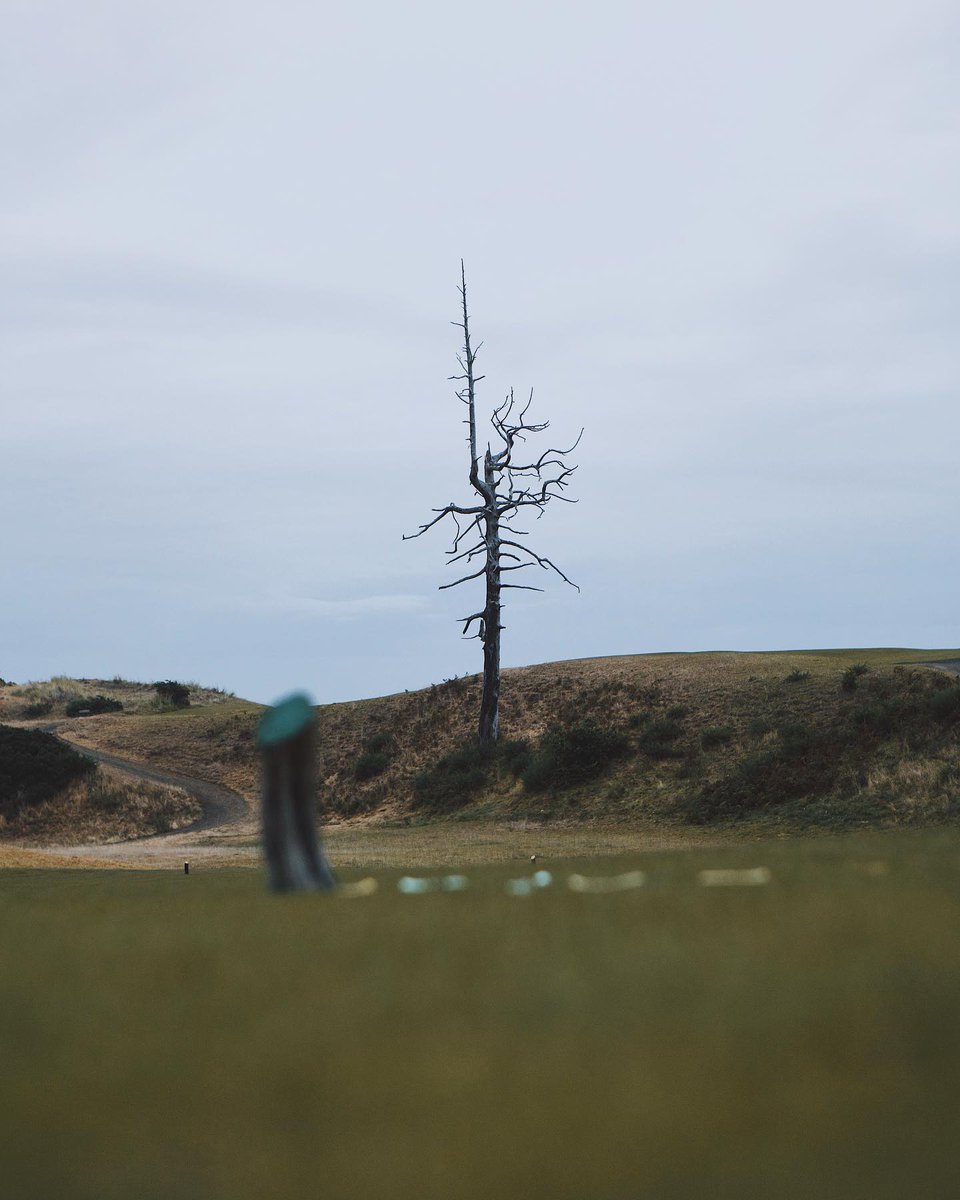BandonDunesGolf's tweet photo. Broken tees on #OldMacdonald No. 3, each with a tee shot and story to tell!
#BandonGuestPic

📸: @andytupman (IG) https://t.co/rSRDGiL6ic