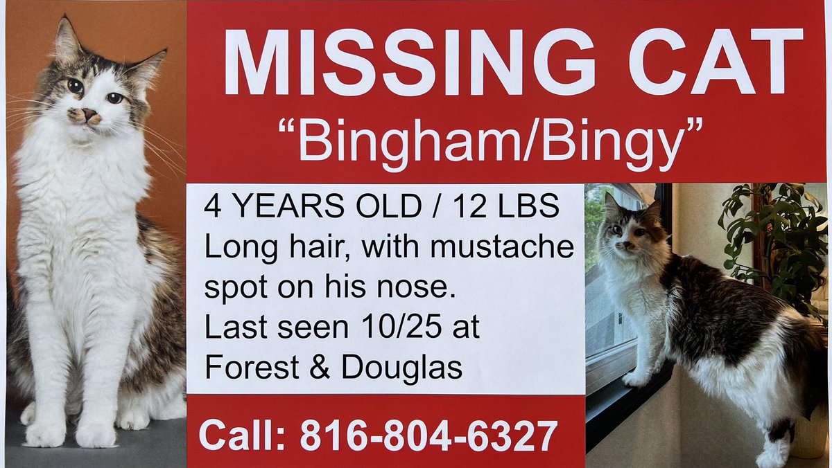 CourtStoddard's tweet photo. #missingcat #leessummit #kansascity #lostanimal #lostpet #rewaroffered https://t.co/Okb2YRPtCZ