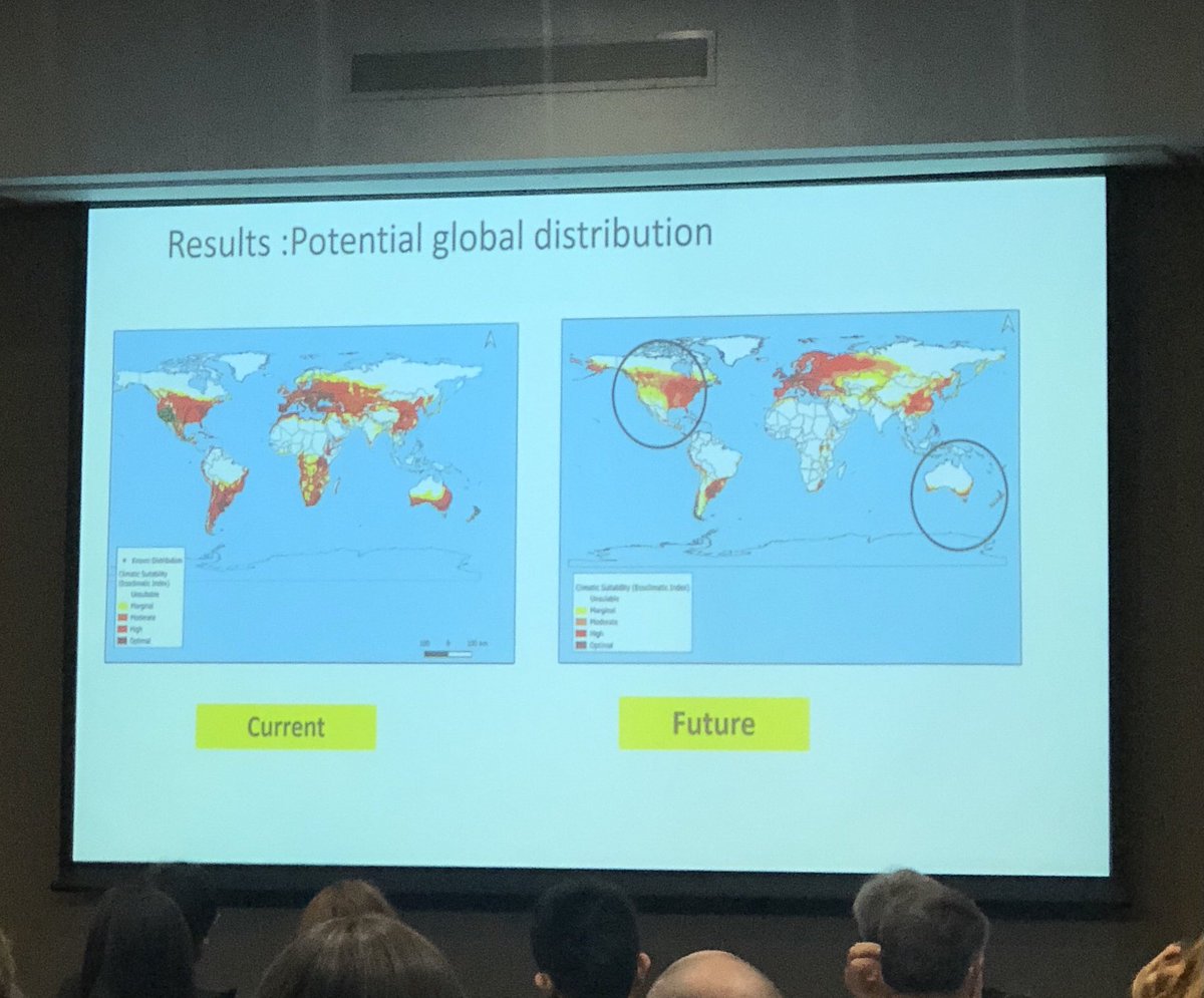 NZEntoSoc's tweet photo. Nimali Suwandharathne is using climate models to better understand how climate change will impact the potential distribution of Bactericera cockerelli #NZento22 https://t.co/kug4RlBHDT