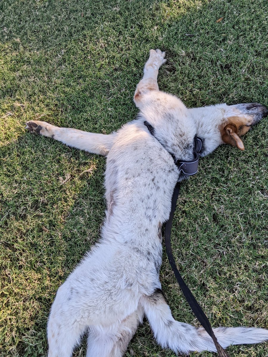 Cousin Winry found the best grass to roll around in!

#dogs #dogsoftwitter #theyseemerollin