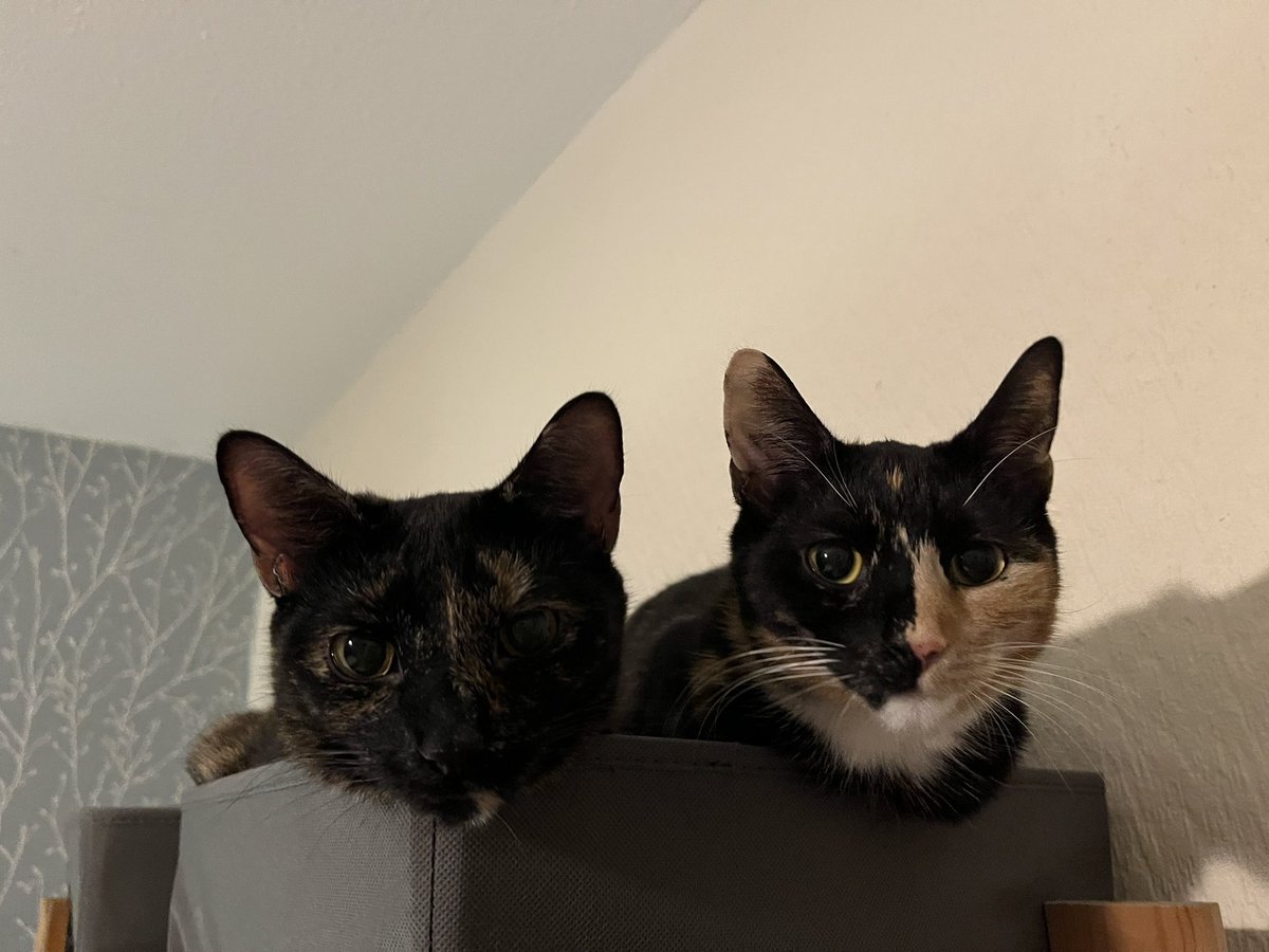 pigletmonkey1's tweet photo. Why have a box each when we can share one? 😻🐵🐷😻

#CatsOnTwitter #sisters #thursdayvibes https://t.co/Ecj20QDP6v