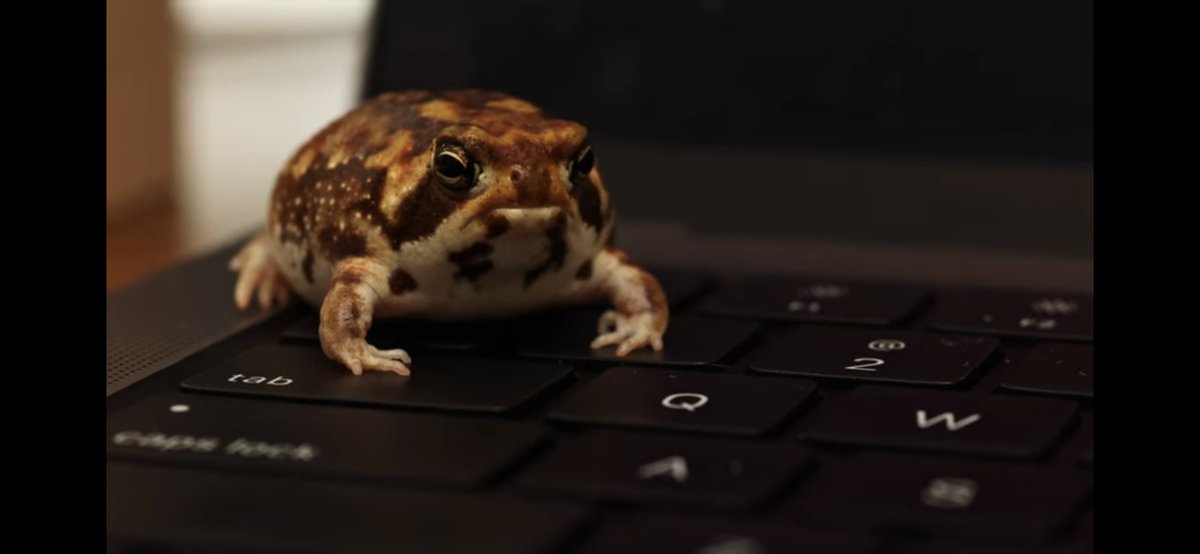 Troycoley8's tweet photo. I feel like rain frogs are animals I can relate to. 🐸 https://t.co/QZjEB7Tr5w