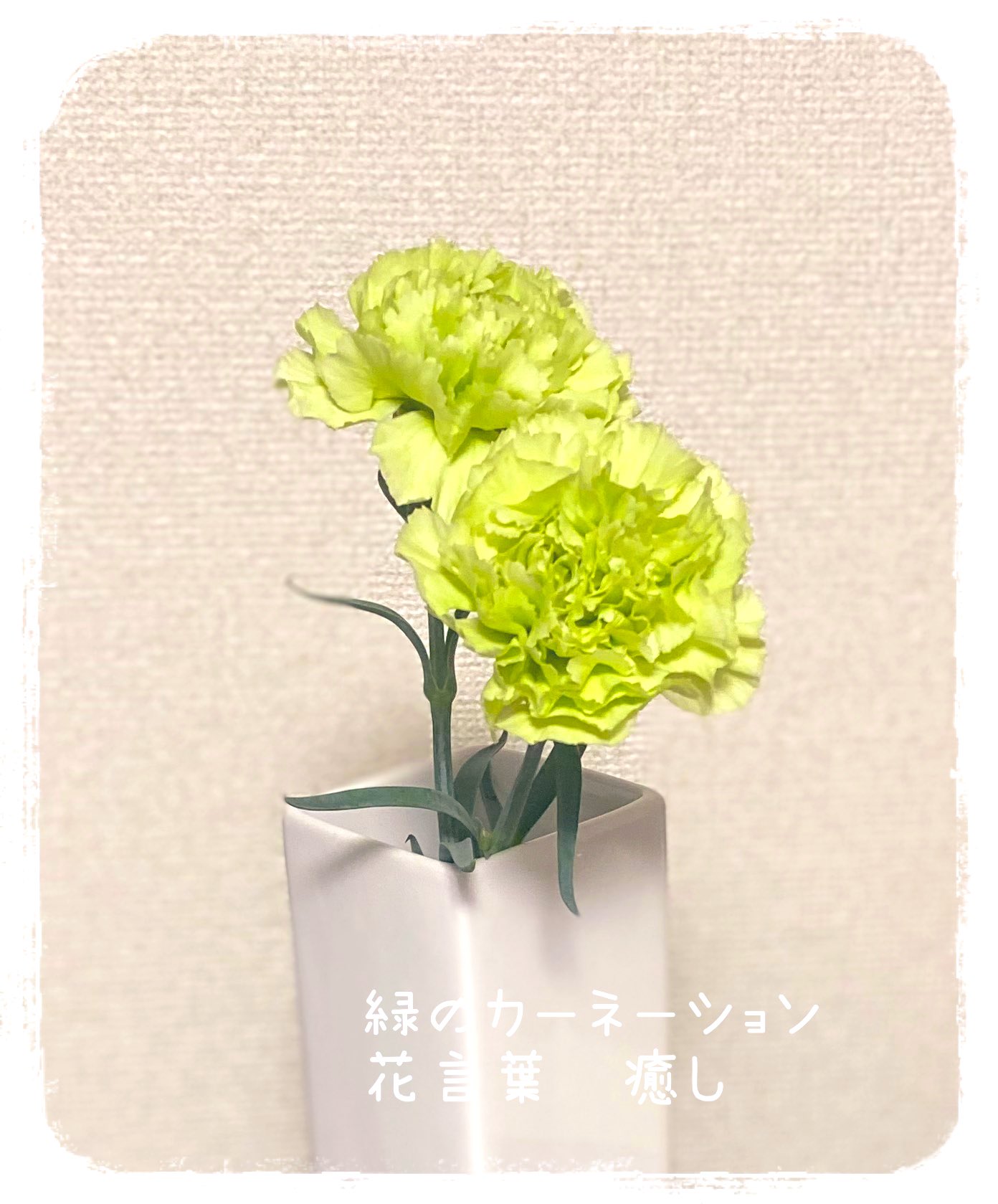 花言葉は癒し Twitter Search Twitter