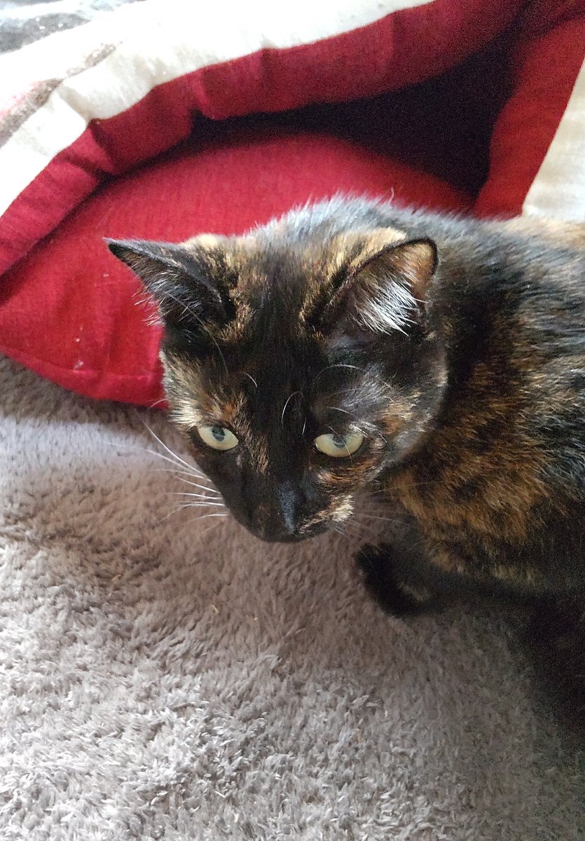 トイガー Twitter Search Twitter