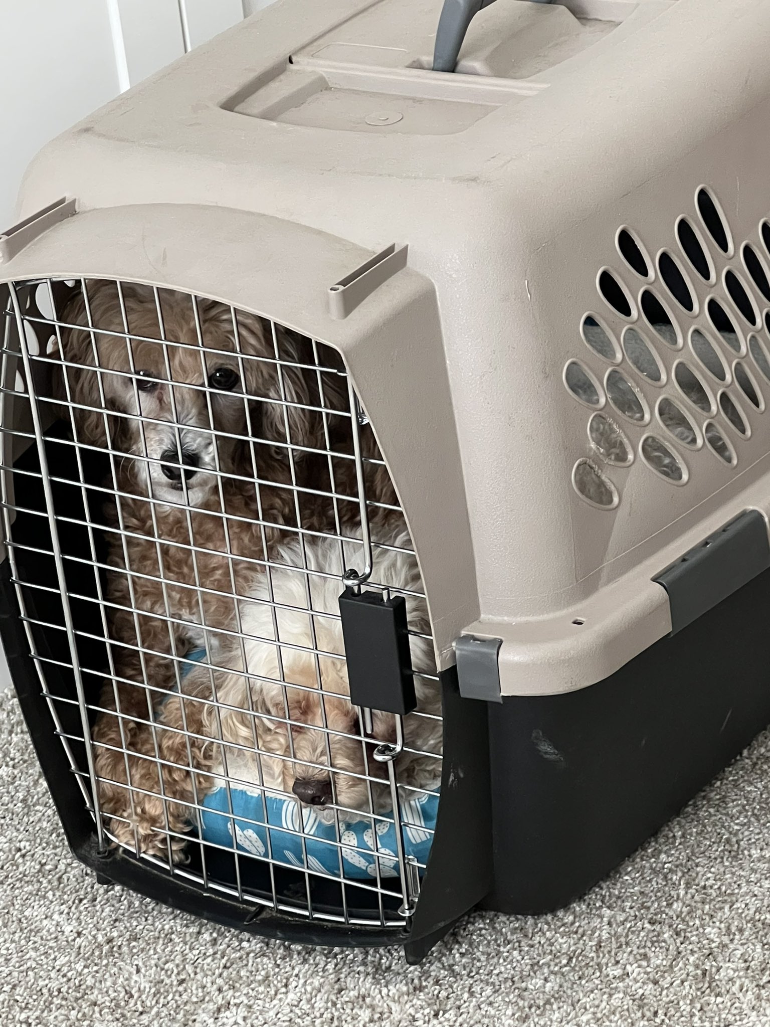 Isabella🌈 & Hazel & Tessa’s Moms 🐩 on Twitter "Question for our