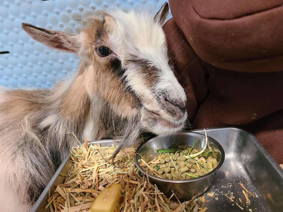 心臓発作が起こるとなぜ排尿するのでしょうか?