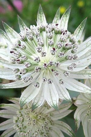 JulieParker144's tweet photo. White Astrantia
https://t.co/OutZUMCOMi #FLOWERS #TREES #BEES #SAVETHEBEESPLEASE https://t.co/oIO1LS4XlJ