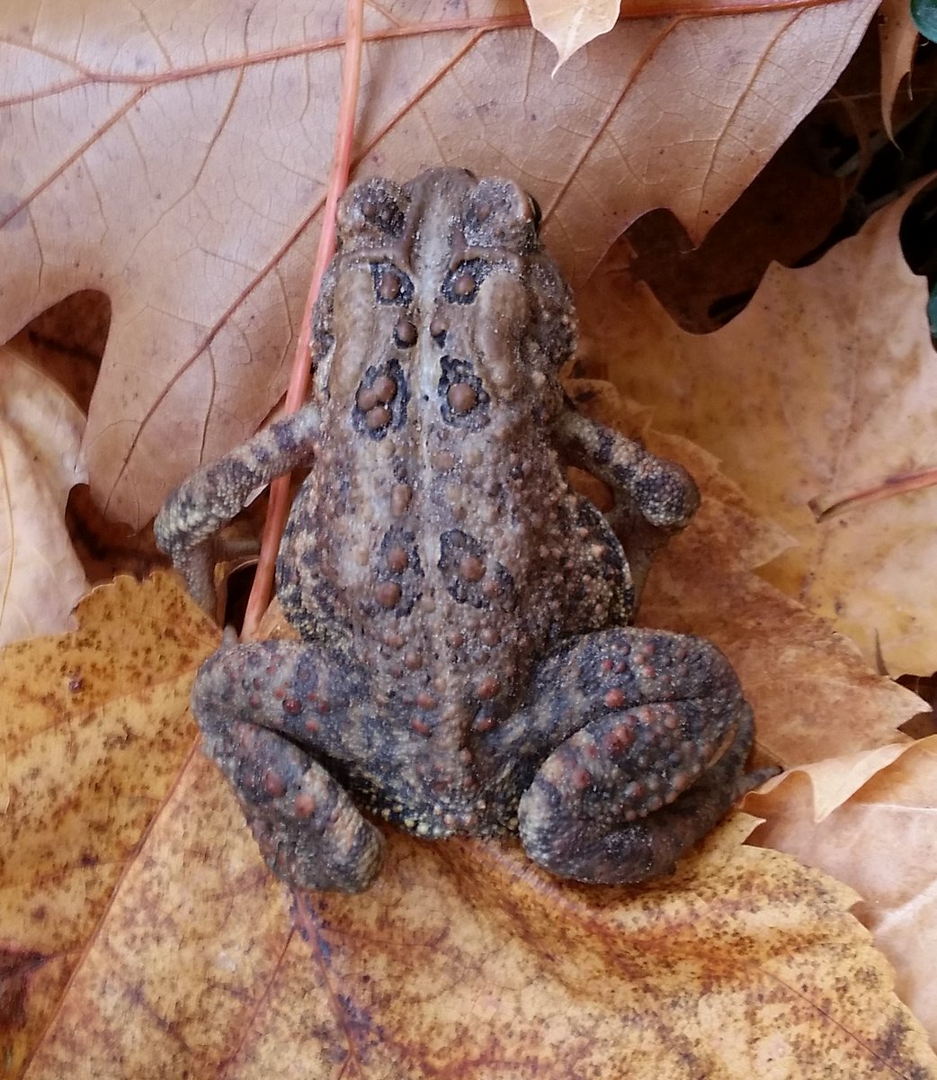 UteSchmid's tweet photo. @BraydenCreation Hiking on the #TinyRailTrail, ON, Canada two days ago, I heard a rustle in the fallen leaves & there was a #toad! A big one! It didn't turn around! Love the incredible details of the markings on its back. #ResidentialTourist #fallportraitphotos https://t.co/Td3Tf463Yx