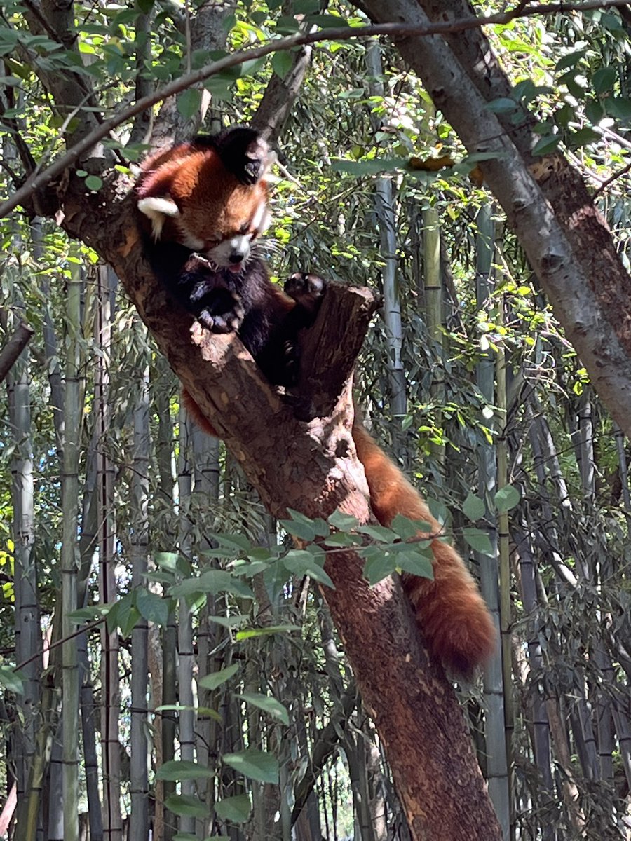 Red Panda tweet media