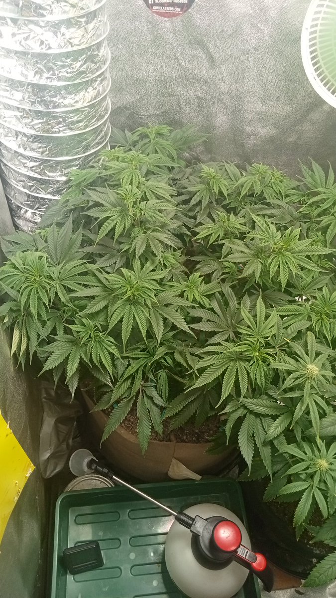 LeonardVoice's tweet photo. My plants. 
The one that's budding is a Wookiee f2 auto from a friend, and the other plants are Swiss skunk fem photos from @gorillaseeds https://t.co/cRyaBaVWJG