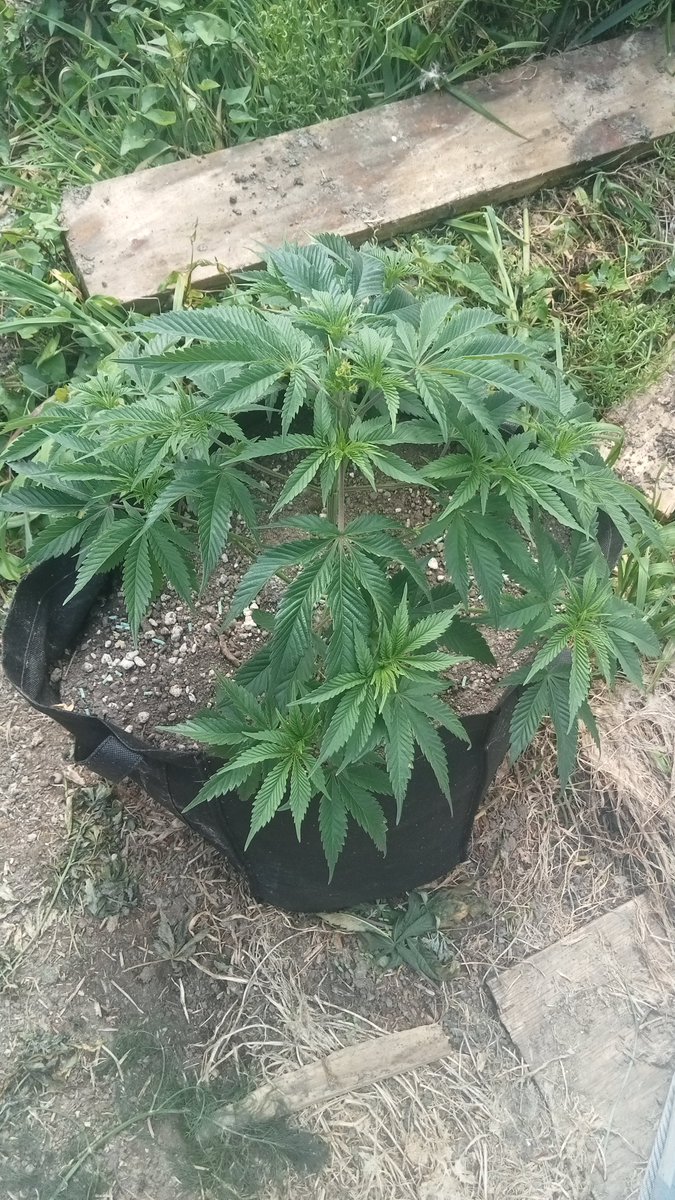 LeonardVoice's tweet photo. My plants. 
The one that's budding is a Wookiee f2 auto from a friend, and the other plants are Swiss skunk fem photos from @gorillaseeds https://t.co/cRyaBaVWJG