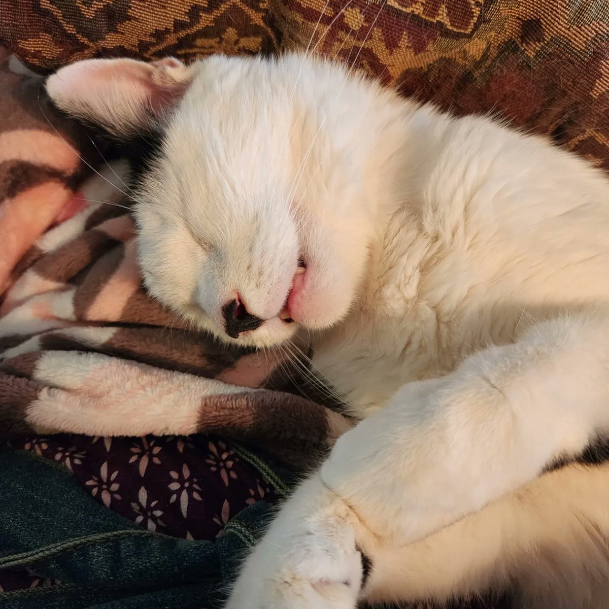 Cats are my therapy
#sleepycat #therapycat #cuddlycat #catlovers #catsoftwitter #comfortcat #sleepykitty