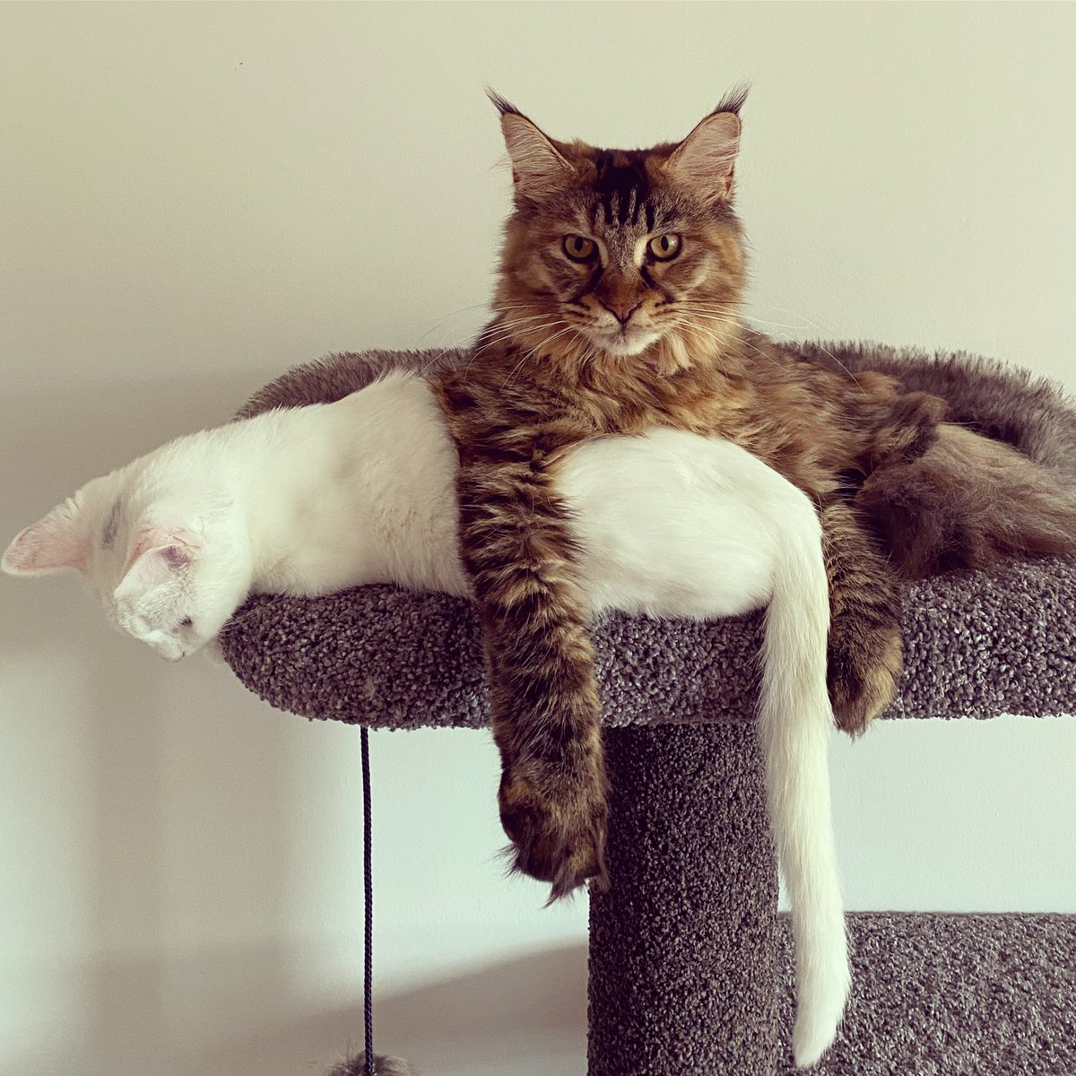 themaineluna's tweet photo. @mainecooncorner It is in New Zealand!! 🥰🧡 https://t.co/E3325fgs1H