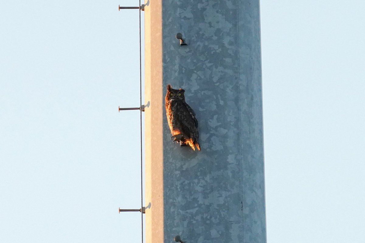 SnugglePossum's tweet photo. The one time I wish the setting sun wasn't on the bird. A pair of Great Horned Owls that appear to be starting courtship. Yup, birds feeding below me to cross the Gulf and 🦉 above that are thinking about a nest. https://t.co/WOQpRuy0lP