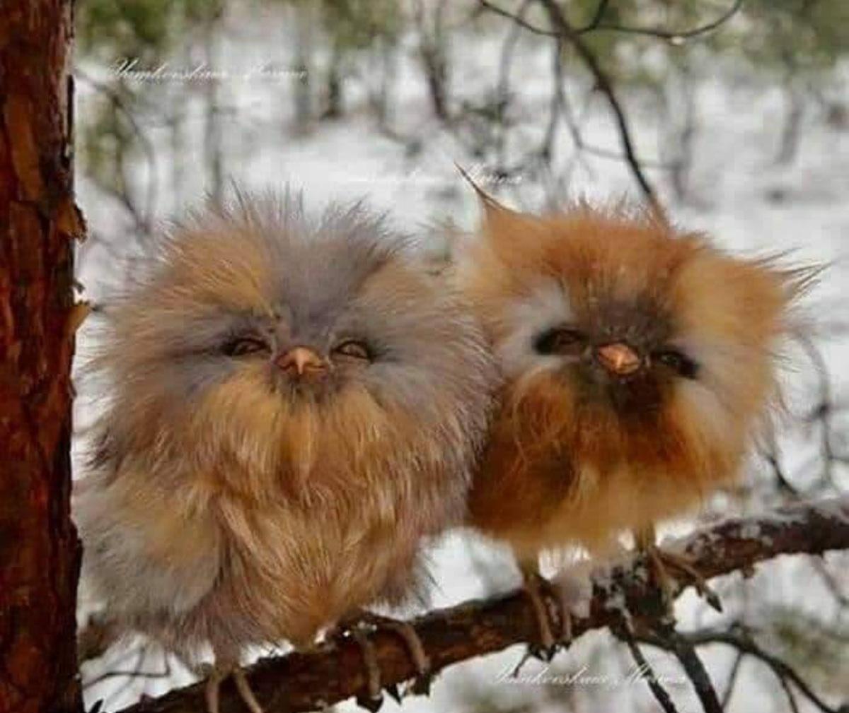 Because you might just need to see a couple of baby owls today.