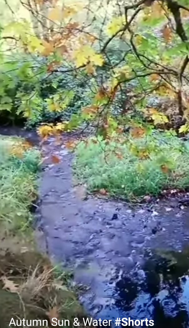 Autumn Sun & Water 
youtube.com/shorts/SPR1WM4… 
Autumn Sun & Water is about  changing of colors & Beautiful Sun & water. Enjoy this quick little shorts style video.
Opt Outdoors It's a Lifestyle
           -Rhonda Grace 
#Shorts #RhondaGraceExploring
#OptOutdoorsItsaLifestyle