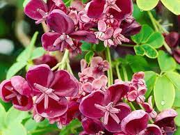 CurableSmoothie's tweet photo. #ChineseHerbs – #MuTong (Caulis Mutong) https://t.co/I1pVttffqA https://t.co/D5jnIG4u9b