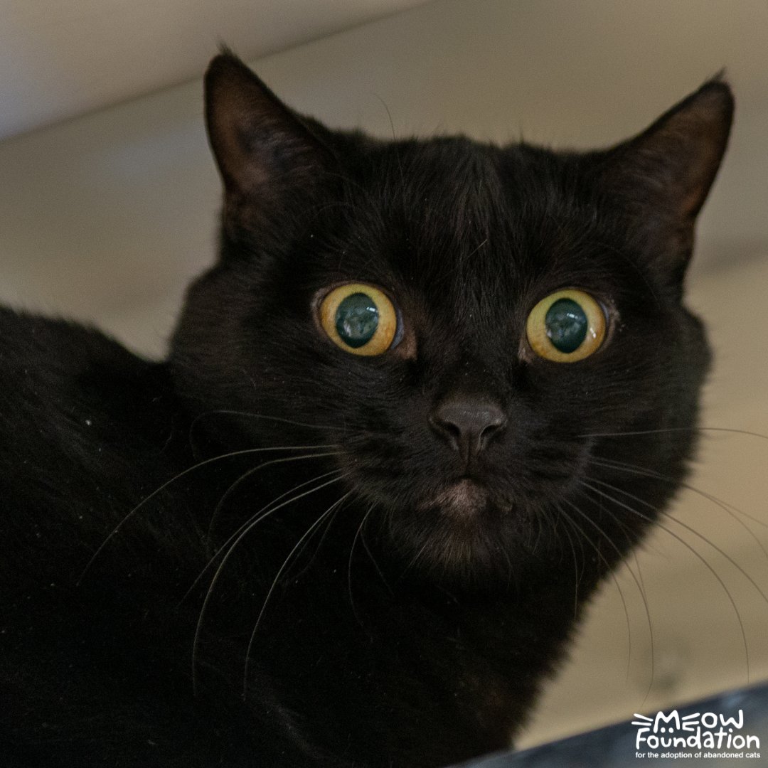 MEOWFoundation's tweet photo. October is Black Cat Awareness Month! Black cats often have a harder time getting adopted than other cats and wait a bit longer for a forever home. But they're just as special as any other kitty! We have many black cats for adoption 🖤 Check them out at https://t.co/9fA07atDwb! https://t.co/kTm1t8v3De