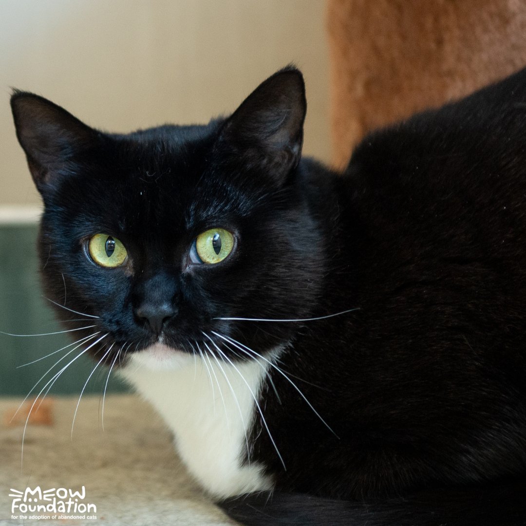 MEOWFoundation's tweet photo. October is Black Cat Awareness Month! Black cats often have a harder time getting adopted than other cats and wait a bit longer for a forever home. But they're just as special as any other kitty! We have many black cats for adoption 🖤 Check them out at https://t.co/9fA07atDwb! https://t.co/kTm1t8v3De