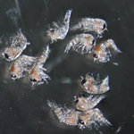 Photo by Bonner Lab (@Bonner_Lab)