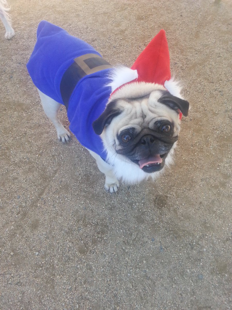 EddiesMum5's tweet photo. Throw back Thursday when Truman was a gnome 🎃🎃 #RIP#TBT https://t.co/Jfn5hjNrlR