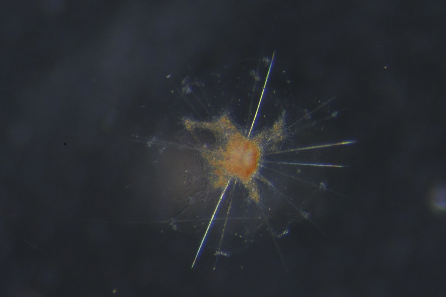 Bonner Lab tweet media