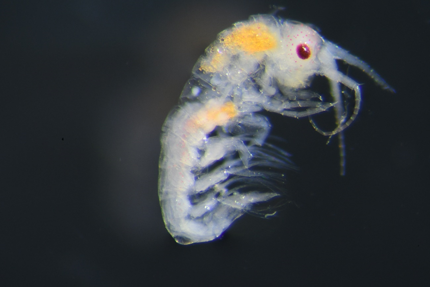 Bonner Lab tweet media