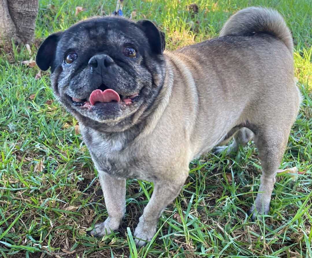 RT @LADogsForYou: I'm Thor, an adult male #Pug mix in Bell Gardens, CA. 58678511 https://t.co/uEQtcJF5fv https://t.co/MnVu3tsPBa