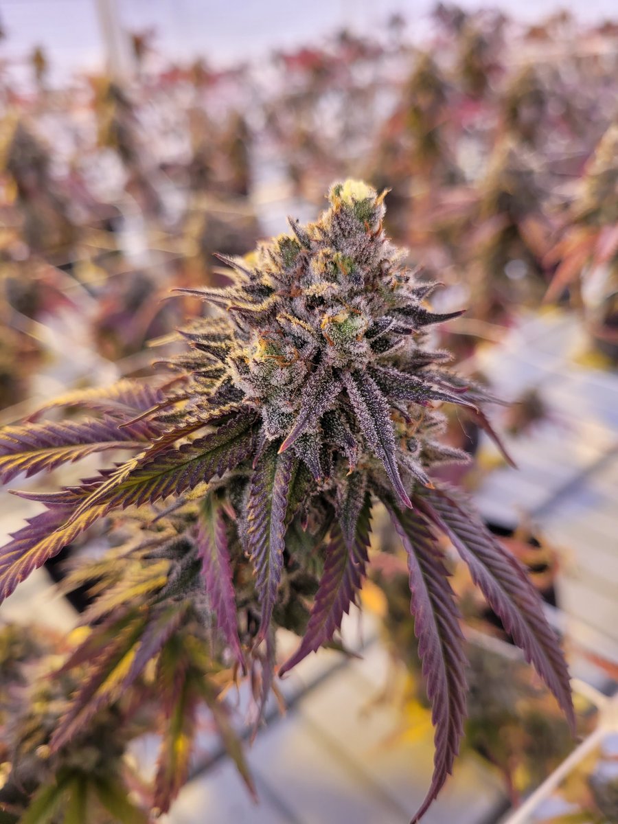 CanCanServe's tweet image. Grape Frost CCS original. Absolutely fire. #the #CannabisCommunity #cannabisculture #cannabisindustry #HighTimes #Canada 🇨🇦 #Weedmob #cannabiscup