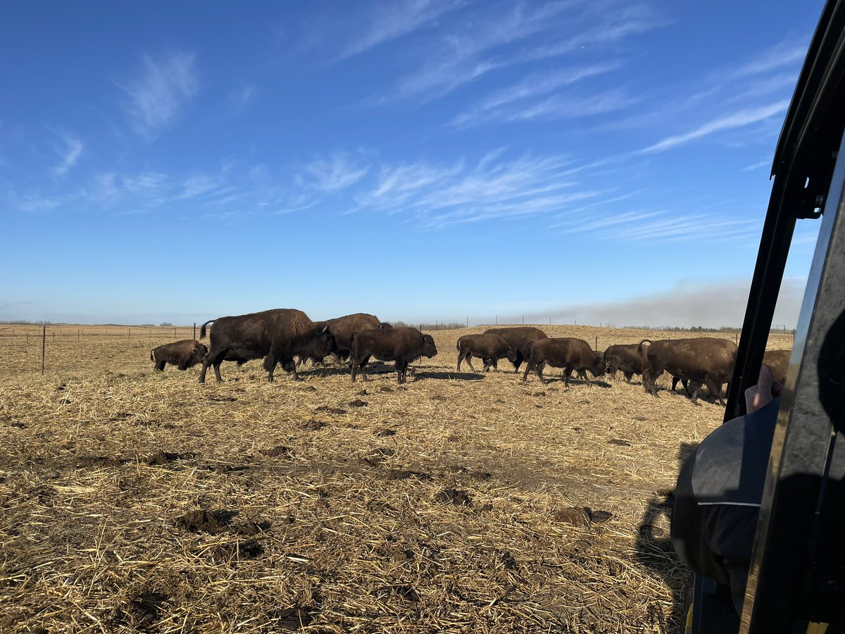 Go4theBeef's tweet photo. Had a great tour of a bison farm implementing rotational grazing with support under the OFCAF program. #RDAR #OFCAF https://t.co/n6miTXXyN9