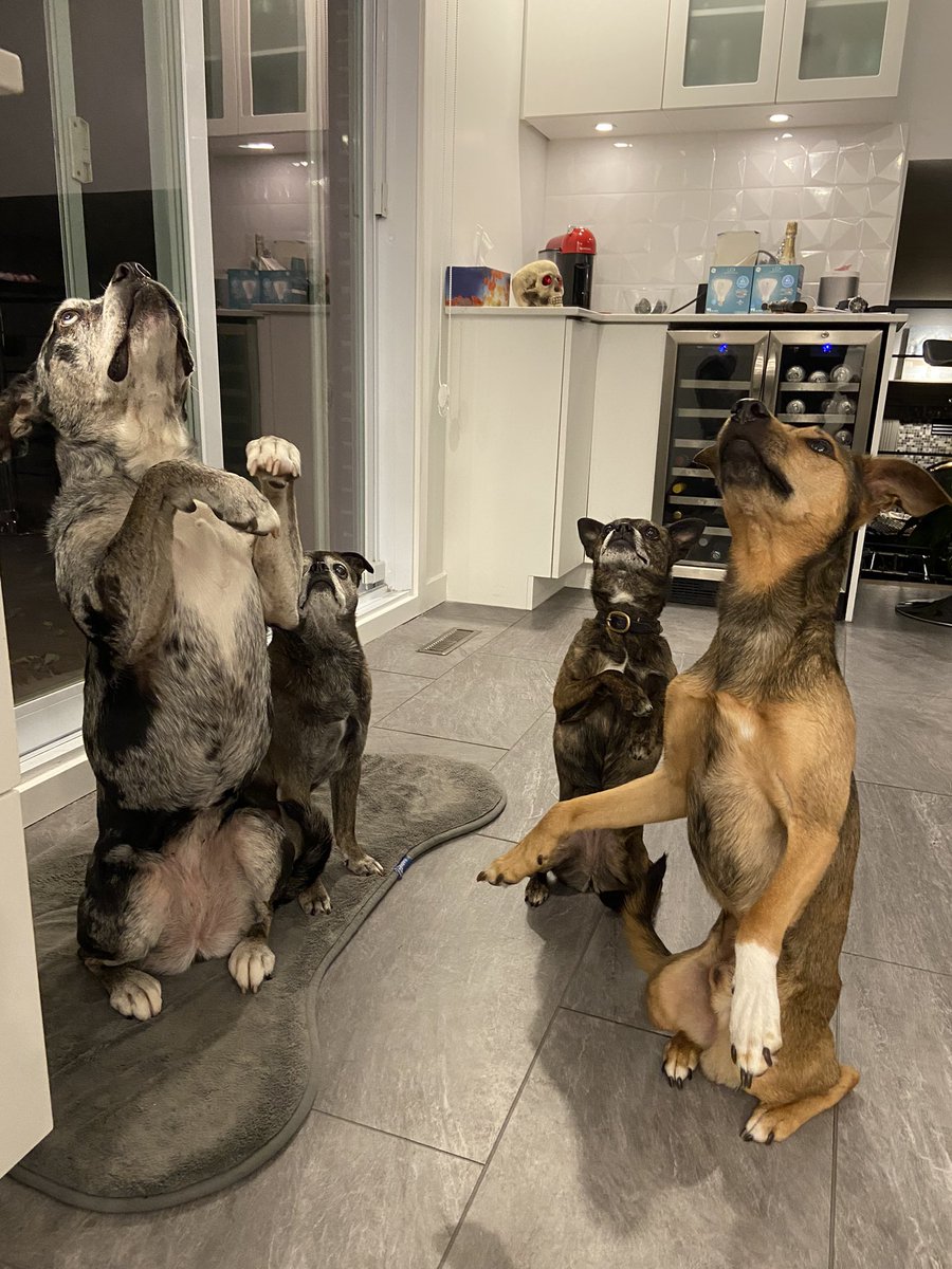 sachadh's tweet photo. That’s so cool, I wouldn’t never thought that I would be rewarded to learn tricks to my dogs in IRL by a NFT project. @SoulDogsCity is about to really bridge the gap. Get ready !! https://t.co/4o4OW6NQhl
