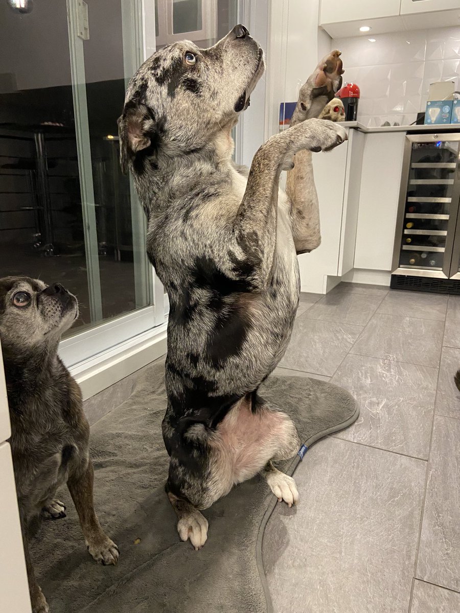 sachadh's tweet photo. That’s so cool, I wouldn’t never thought that I would be rewarded to learn tricks to my dogs in IRL by a NFT project. @SoulDogsCity is about to really bridge the gap. Get ready !! https://t.co/4o4OW6NQhl