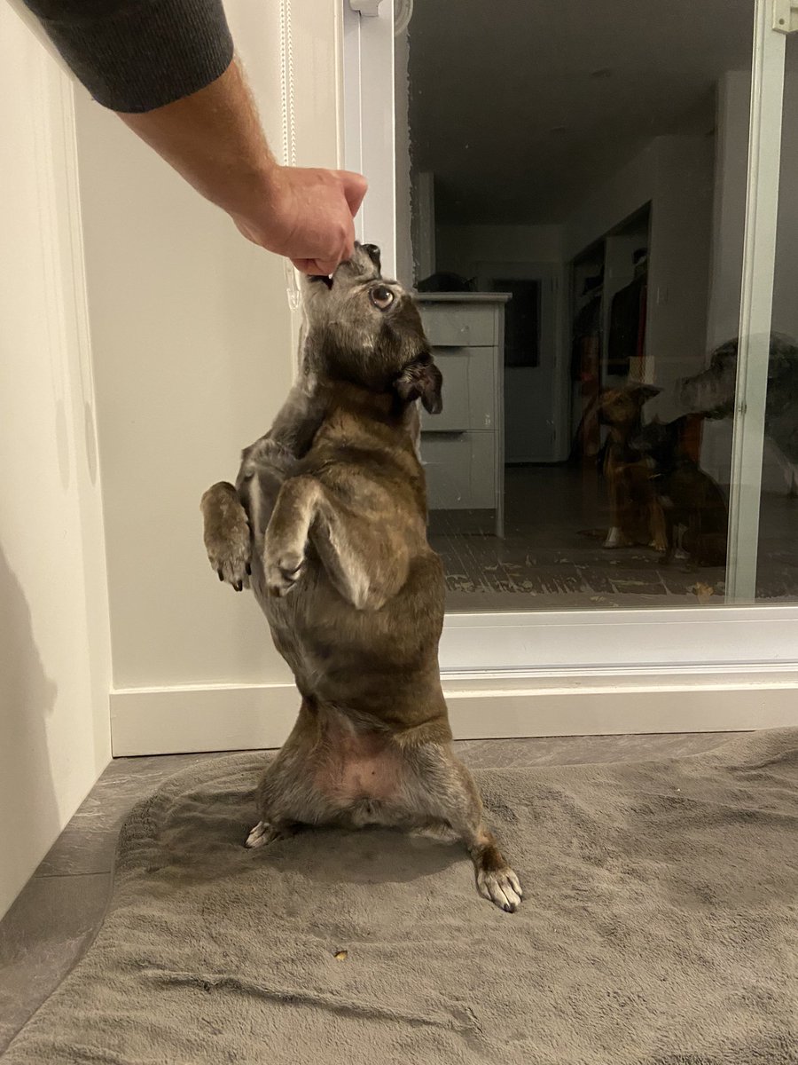 sachadh's tweet photo. That’s so cool, I wouldn’t never thought that I would be rewarded to learn tricks to my dogs in IRL by a NFT project. @SoulDogsCity is about to really bridge the gap. Get ready !! https://t.co/4o4OW6NQhl