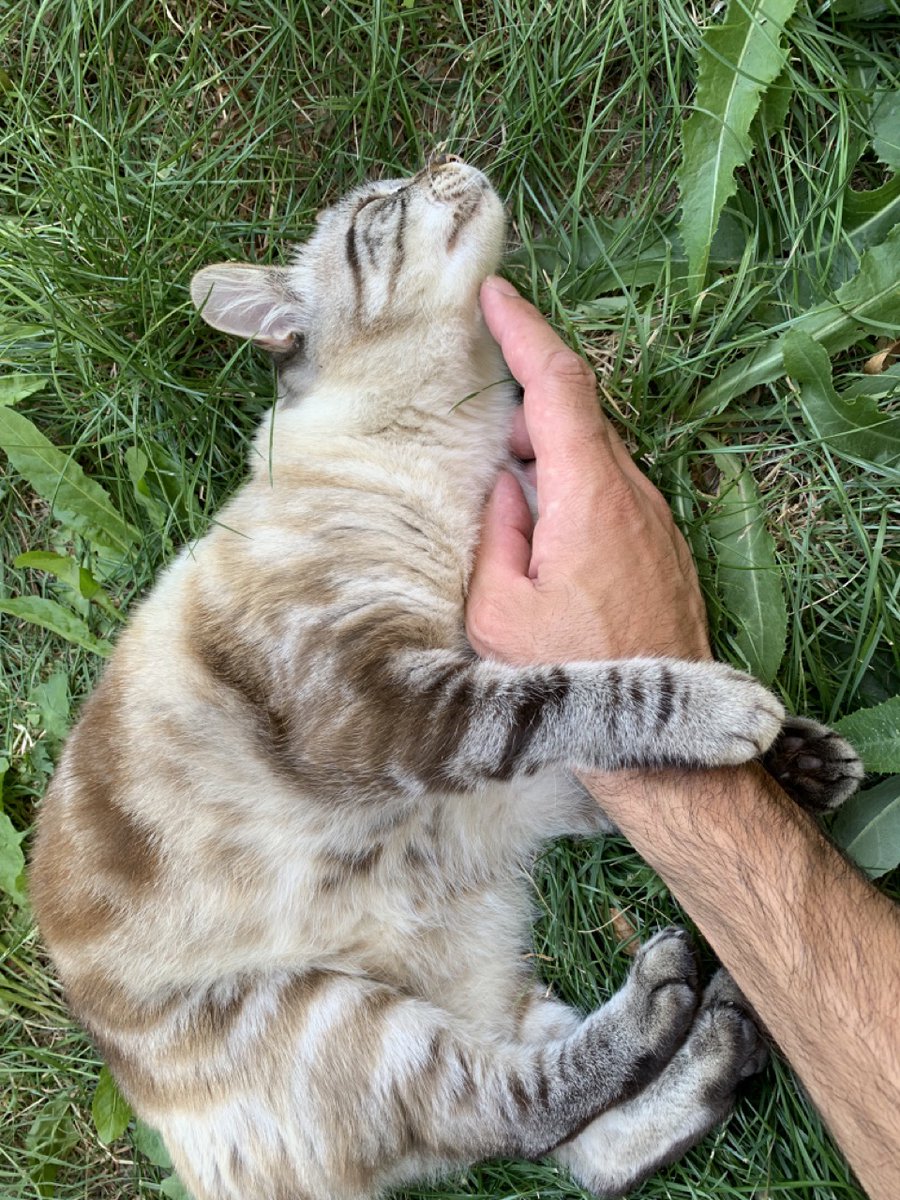 zancan 🌿 tweet media