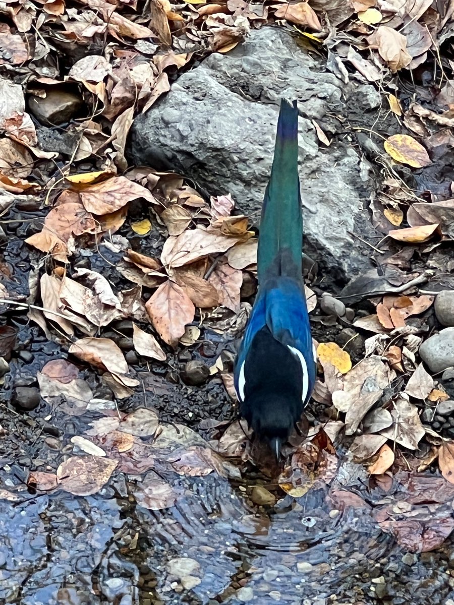 TashaLeeAndCrew's tweet photo. Walking down a creek and stopping for the sole reason to take a picture of this guy. Who then came up on bank to pick on Argos.
#walkingwild #AnimalCrossing #trees #birdphotography #Photos #PhotoOfTheDay #livinglife #doglife https://t.co/JyfKh3sOH3