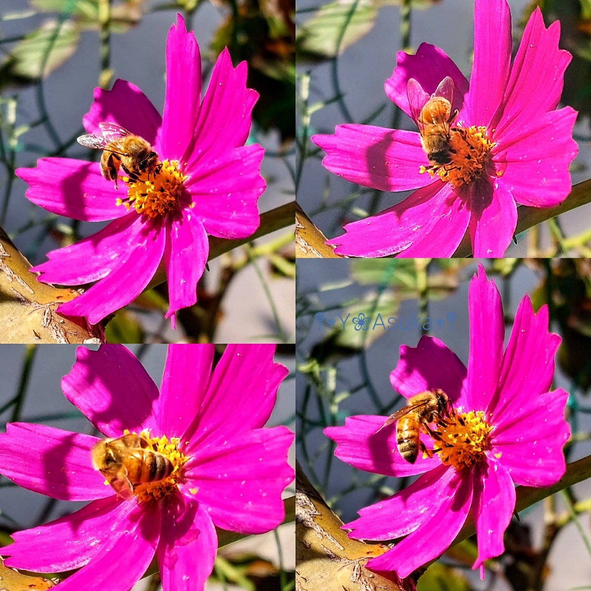 yumeasutw's tweet photo. #青空 にお日様燦々✨冷えた金曜日の朝☀️
日向では #ミツバチ がお仕事中🌼🐝
予想最高/最低気温🌡️20℃/5℃
晴れ☀️
お洗濯日和👕👖穏やかな秋晴れの一日となりそうです🍁
#蜜蜂 #昆虫 #庭来虫
#コスモス #秋桜 #庭花 #花 #Flower
#空の名前
#天気の図鑑 #雲友の会
#a2022 #a1027 #a202210 #a2022105 https://t.co/kGjVrESCPL