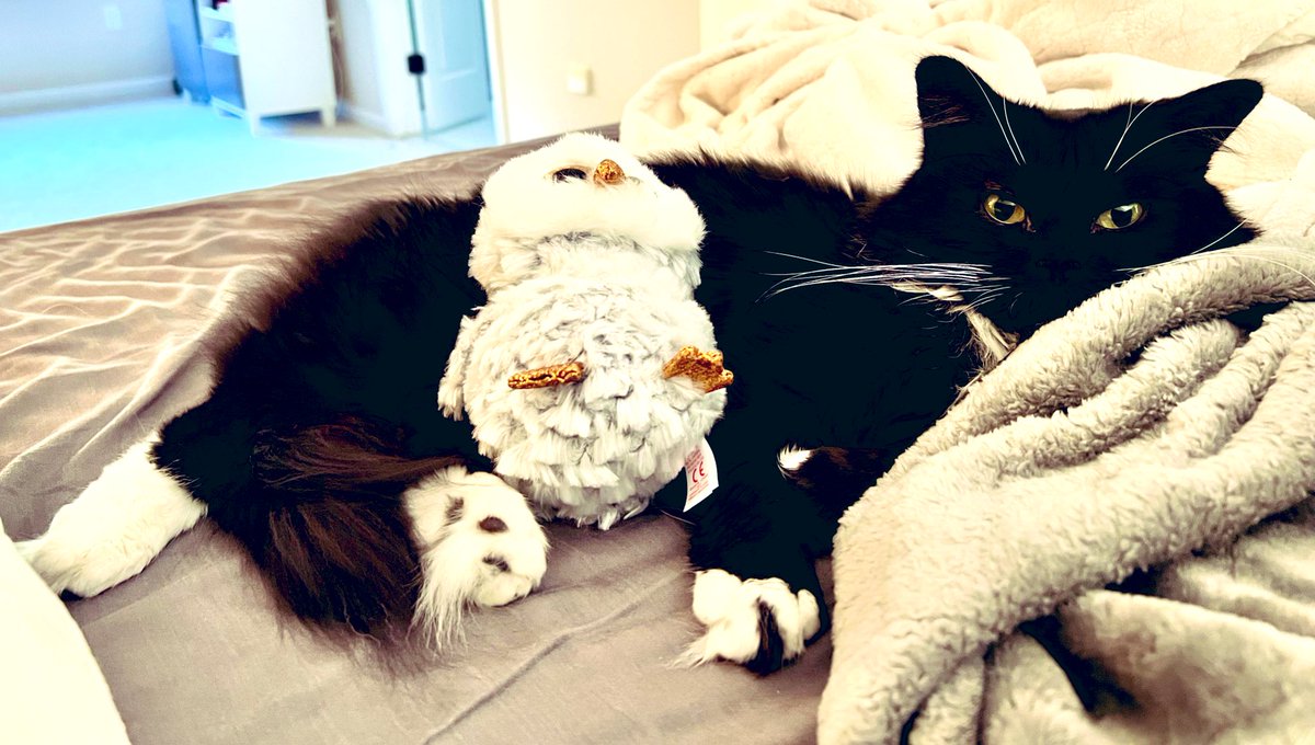 LazyDaisyPup's tweet photo. Showing appreciation for our sweet black cat! #blackcatappreciationday #blackcatlovers https://t.co/W6gf6btNpN