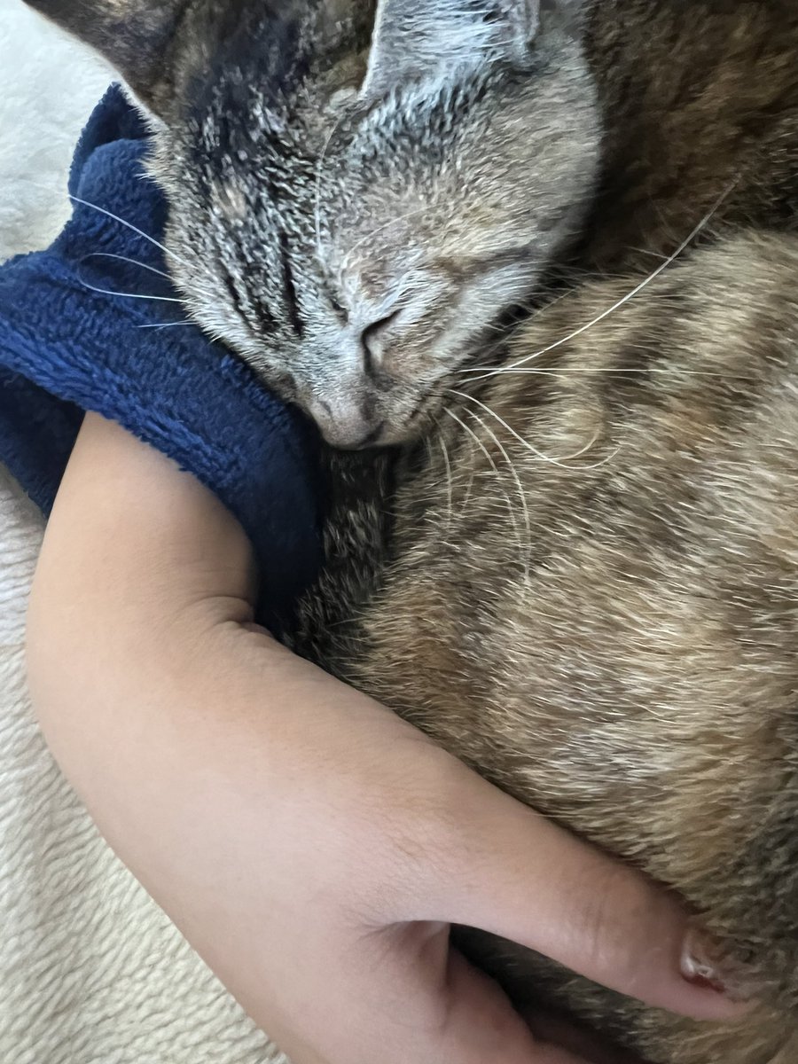 fnsd_m's tweet photo. 猫欲しい方いましたらご連絡お待ちしております。

1歳すぎの女の子です。 https://t.co/e7KPADnkgV