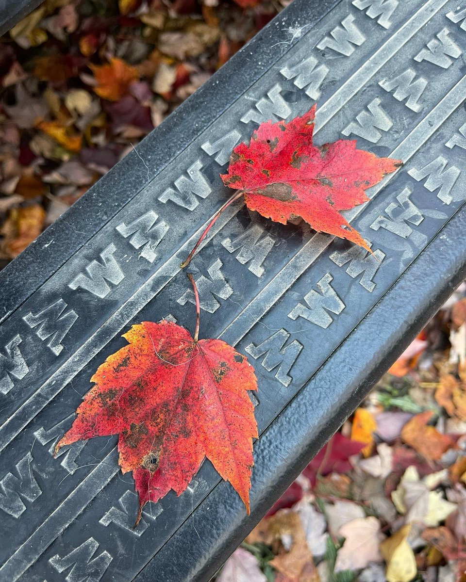 The colors of fall never get old. 🍁 Have the fall colors peaked where you are? 📸: Peter Holcombe 🚐: Winnebago Revel Learn more: bit.ly/3AByikD