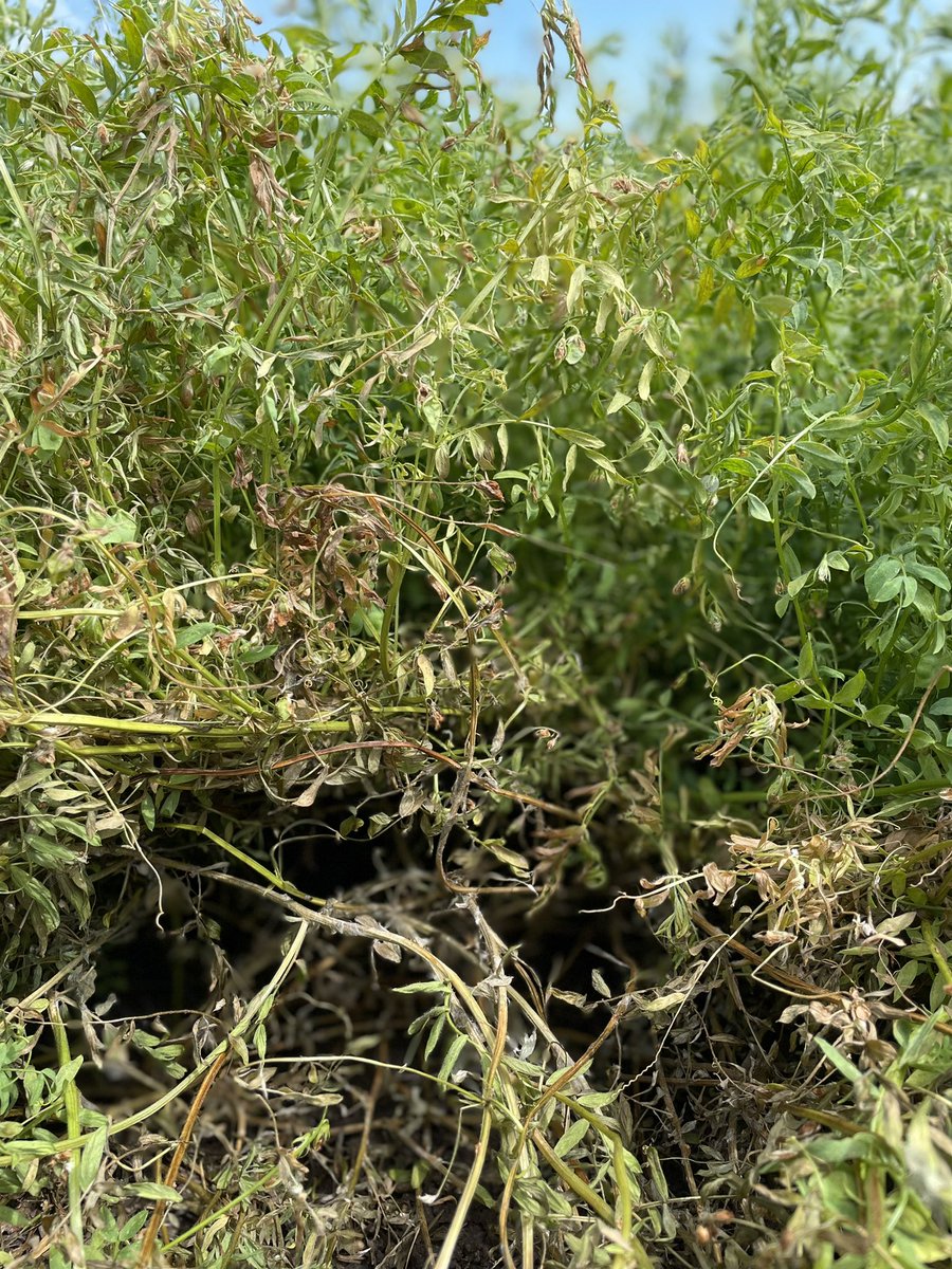 De Price tweet media